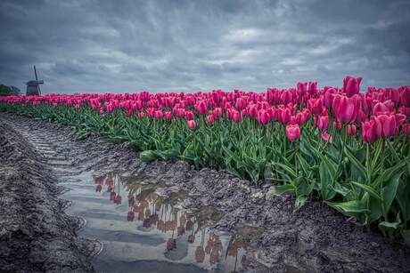 Tulpen reflectie 