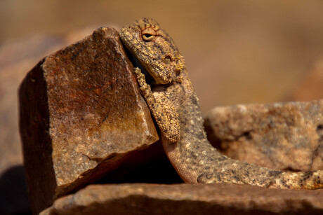 Fish River Canyon