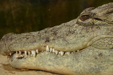 Happy Croc