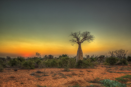 Baobab bij zonsondergang.