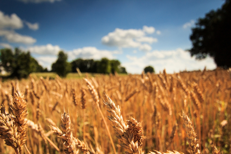 Fields of Gold