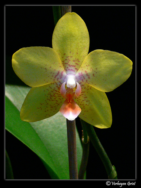 Phalaenopsis Anthura Gold