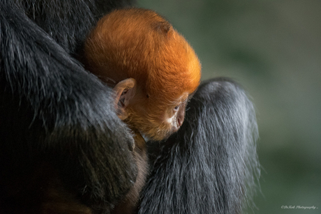 A newborn François langur