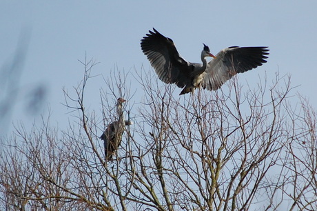 Clear for landing