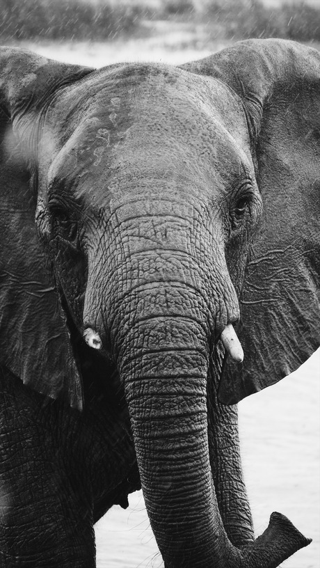 South African Elephant