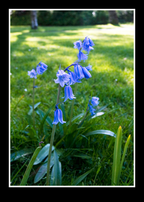 blauwe bloem