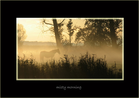 misty morning