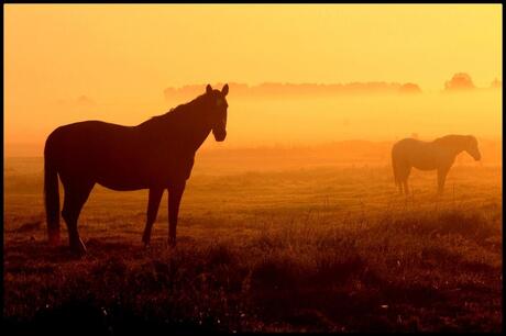 Paarden in de ochtendschemering.