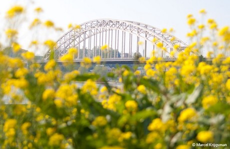 Waalbrug in de lente