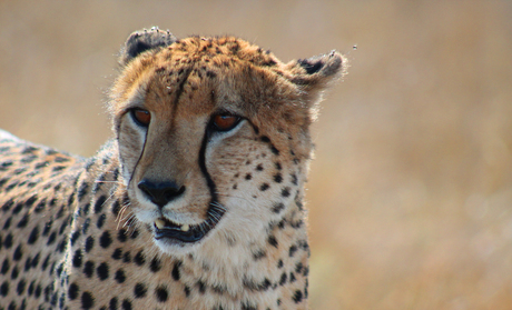 Zuid Afrika Cheeta