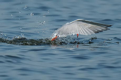 Visdief Waterballet