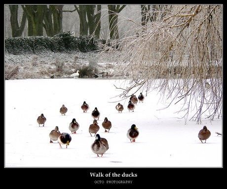 Walk of the ducks