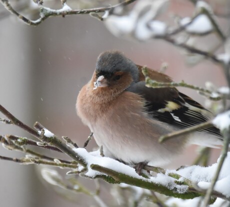 Vink - Fringilla coelebs