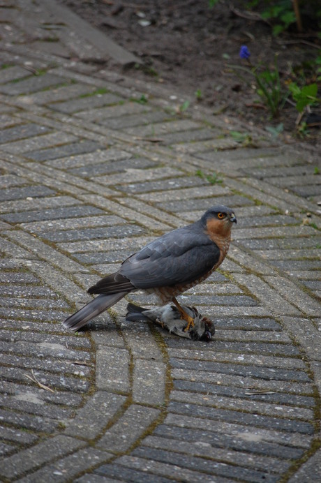 Sperwer in de tuin aan de lunch...