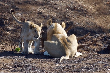 Lionking vangt pumba