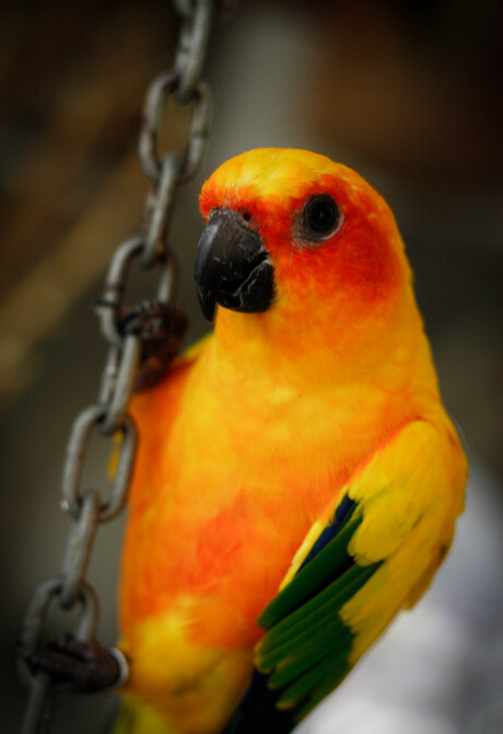 A colorful birdie