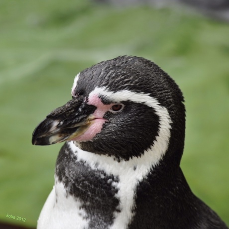 Portret Pinguïn