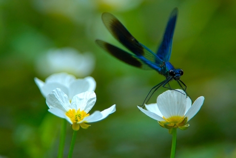 Bosbeekjufferman op waterranonkel