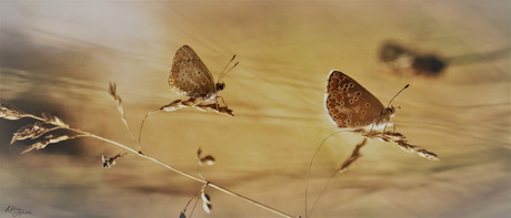 Vlindertjes bij zonsondergang