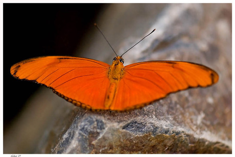 Dryas julia-vuurpassiebloemvlinder