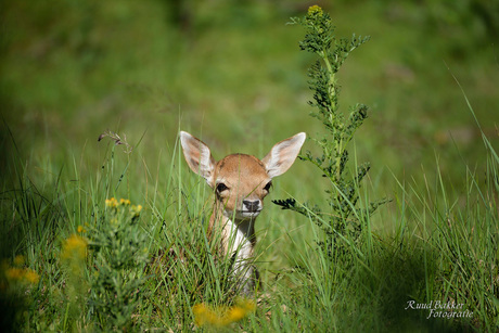 Bambi speelt verstoppertje!