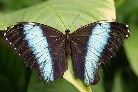 Morpho achilles