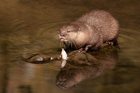 Otter eet vis
