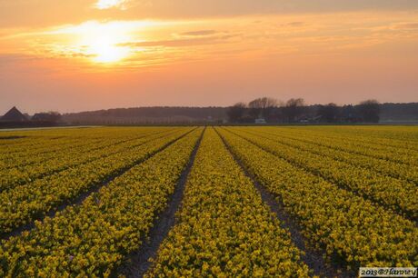 Zonsondergang op een narcissenveld