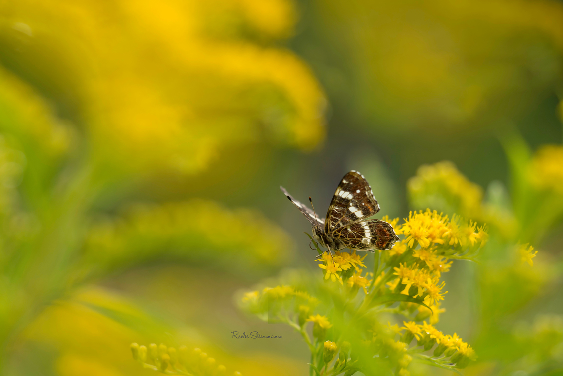 Finding my way - Tussen de buien door verschenen gisteren toch de vlindertjes en andere beestjes om even van de zon te kunnen genieten. Het voelde weer fijn en vertro - foto door steinmann.rp op 06-08-2017 - deze foto bevat: groen, macro, bloem, natuur, vlinder, bruin, landkaartje, geel, licht, zomer, insect, bokeh, zoomdag Ede