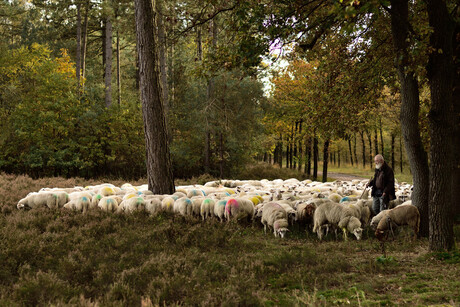 Schaapherder in de herfst