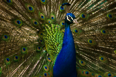 Pauw laat je veren zien!