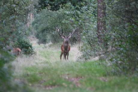 geweidrager veluwezoom 29-9-2015