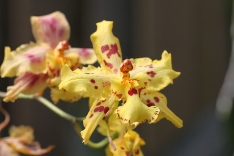 Orchidee 2