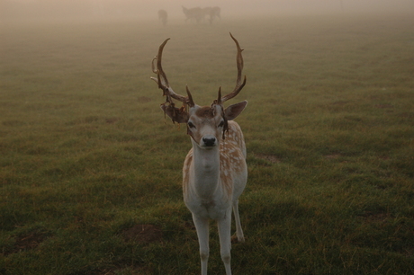 Mannetjes Hert