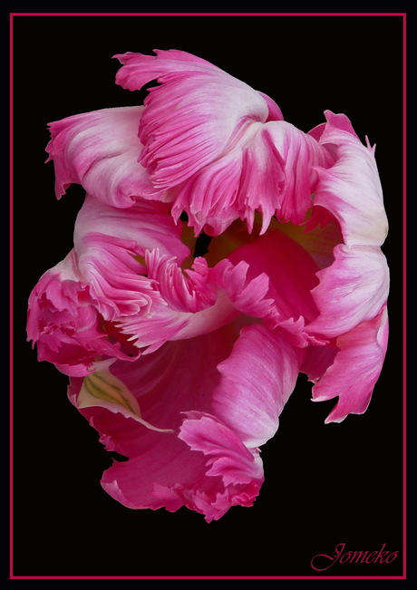 Pink Parrot Tulip