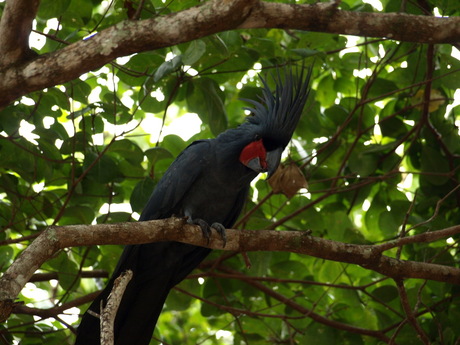 Palmkaketoe in Cape York Australië