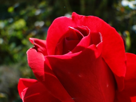 tsja, 't is een roos