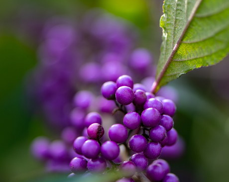 Callicarpa