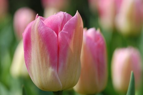 Roze tulp