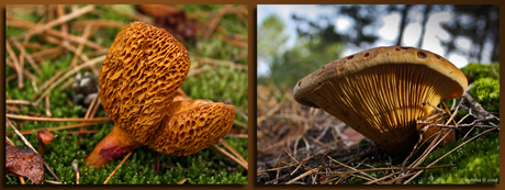 Buisjes en Plaatjeszwam Schoorlse Duinen