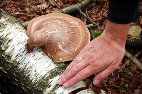 apparte grote paddenstoel