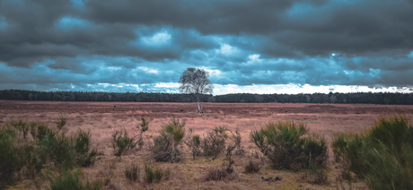 Winterwandeling op de Westerheide 