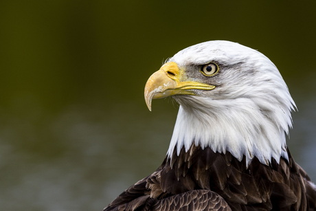 Amerikaanse zeearend -1-