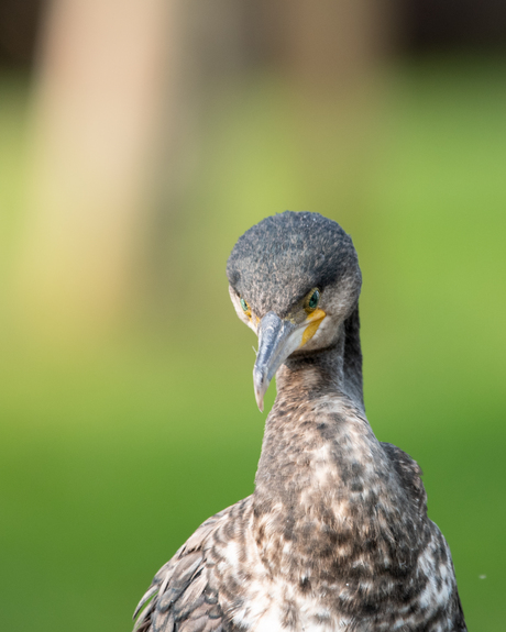 close up van aalscholver