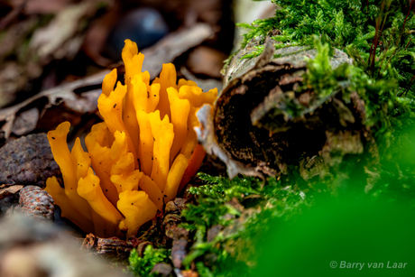 Koraal in het bos....