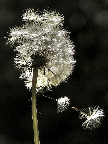 Pluis van Paardebloem