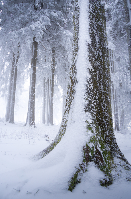 Witte wereld 