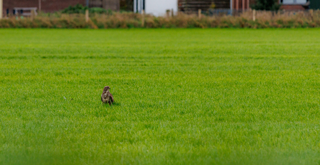 Buizerd