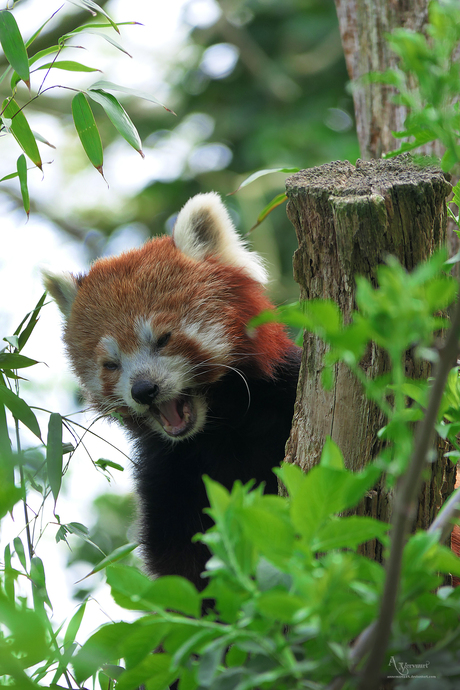 Rode panda