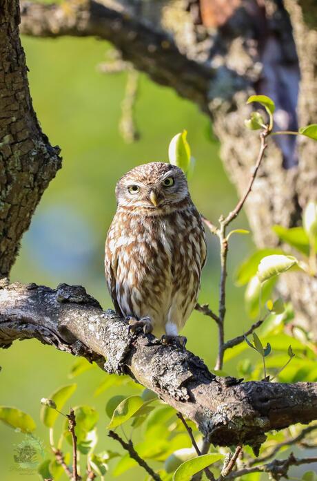 Little owl